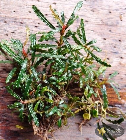 Буцефаландра Bucephalandra sp. Fake Catherinae купить Киев